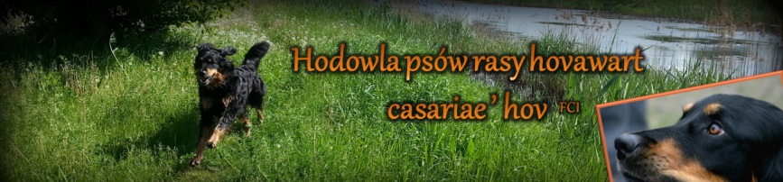 Hodowla psów rasy hovawart Casariae'hov